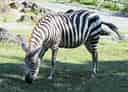 動物図鑑・サバンナシマウマの写真 12